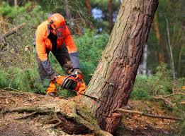 Best Aeration Services  in Durand, WI